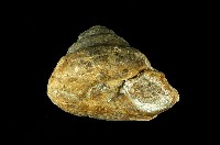 南投翁戎螺藏品圖，第4張